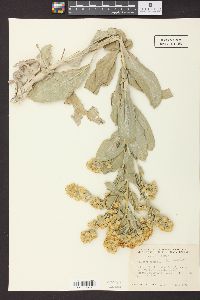 Solidago rigida image