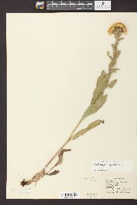 Solidago rigida image