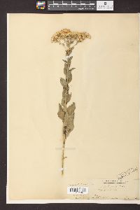 Solidago rigida image