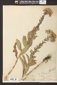 Solidago rigida image