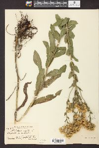 Solidago rigida image