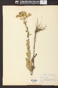 Solidago rigida image