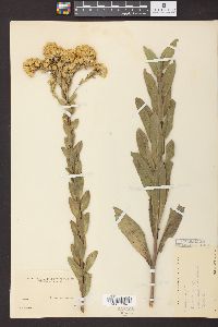 Solidago rigida image