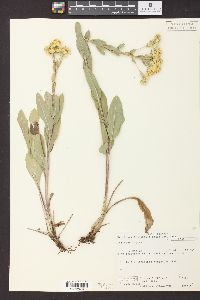 Solidago rigida image