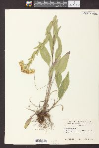 Solidago rigida image