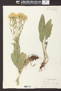 Solidago rigida image