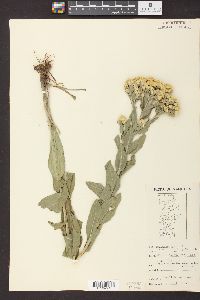 Solidago rigida image