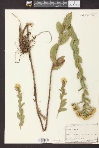 Solidago rigida image