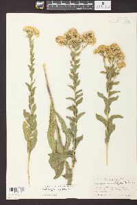 Solidago rigida image