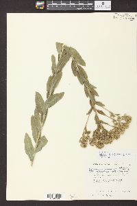 Solidago rigida subsp. humilis image