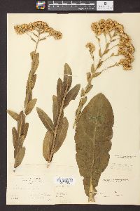 Solidago rigida image