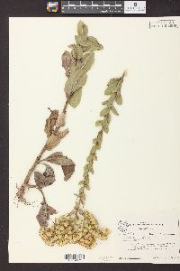 Solidago rigida image