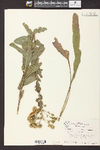 Solidago rigida image