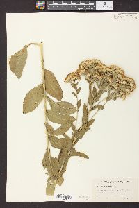 Solidago rigida image