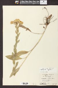 Solidago rigida image