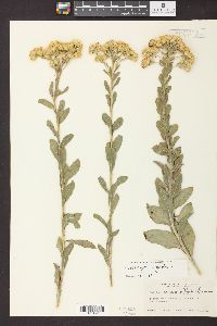 Solidago rigida image