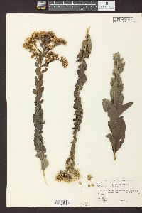 Solidago rigida image