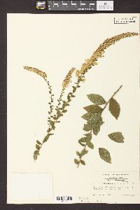 Solidago rugosa subsp. aspera image