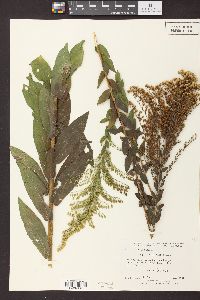 Solidago rugosa subsp. aspera image