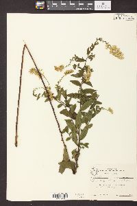 Solidago rugosa var. celtidifolia image