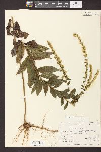 Solidago rugosa var. celtidifolia image