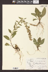 Solidago sciaphila image