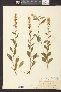 Solidago sciaphila image