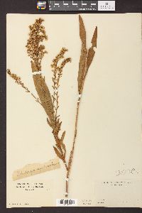 Solidago sempervirens image