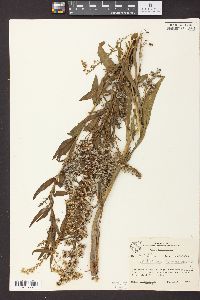 Solidago sempervirens image