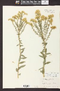 Solidago velutina image