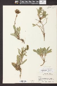 Solidago spathulata image