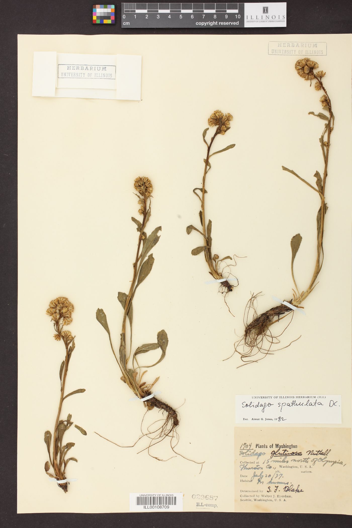 Solidago spathulata image