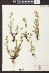 Solidago simplex image