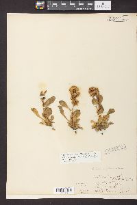 Solidago simplex image