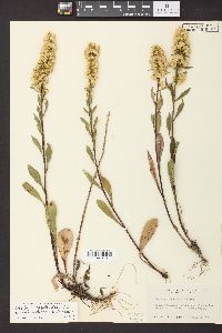 Solidago simplex image