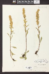 Solidago simplex var. simplex image