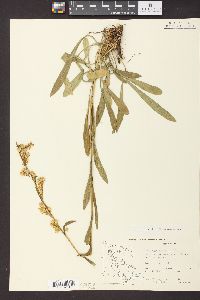 Solidago simplex image