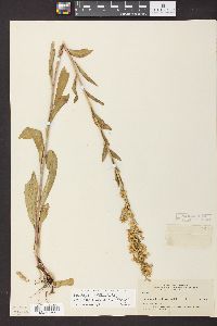 Solidago simplex image