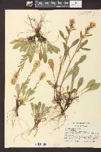 Solidago simplex image