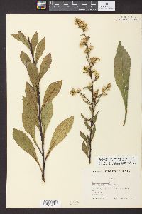 Solidago randii image