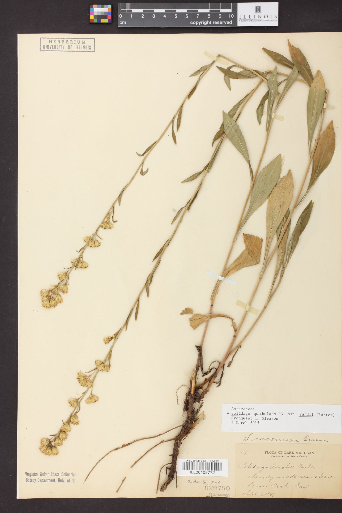 Solidago randii image