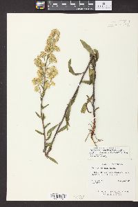 Solidago randii image