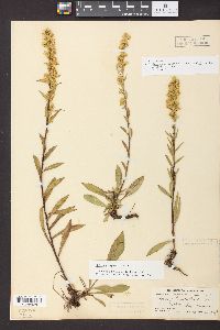 Solidago spathulata image