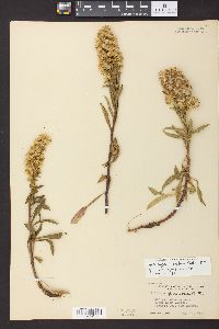 Solidago simplex subsp. simplex image