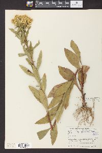 Solidago speciosa image