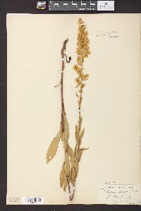 Solidago speciosa image