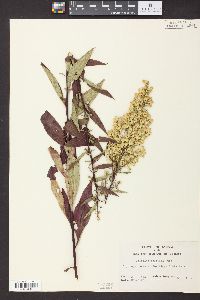 Solidago speciosa image