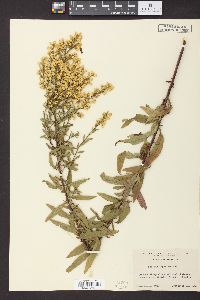 Solidago speciosa image