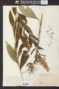 Solidago speciosa image