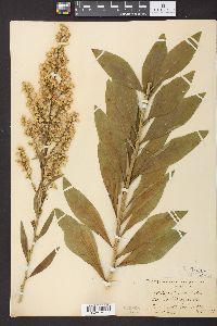 Solidago speciosa image